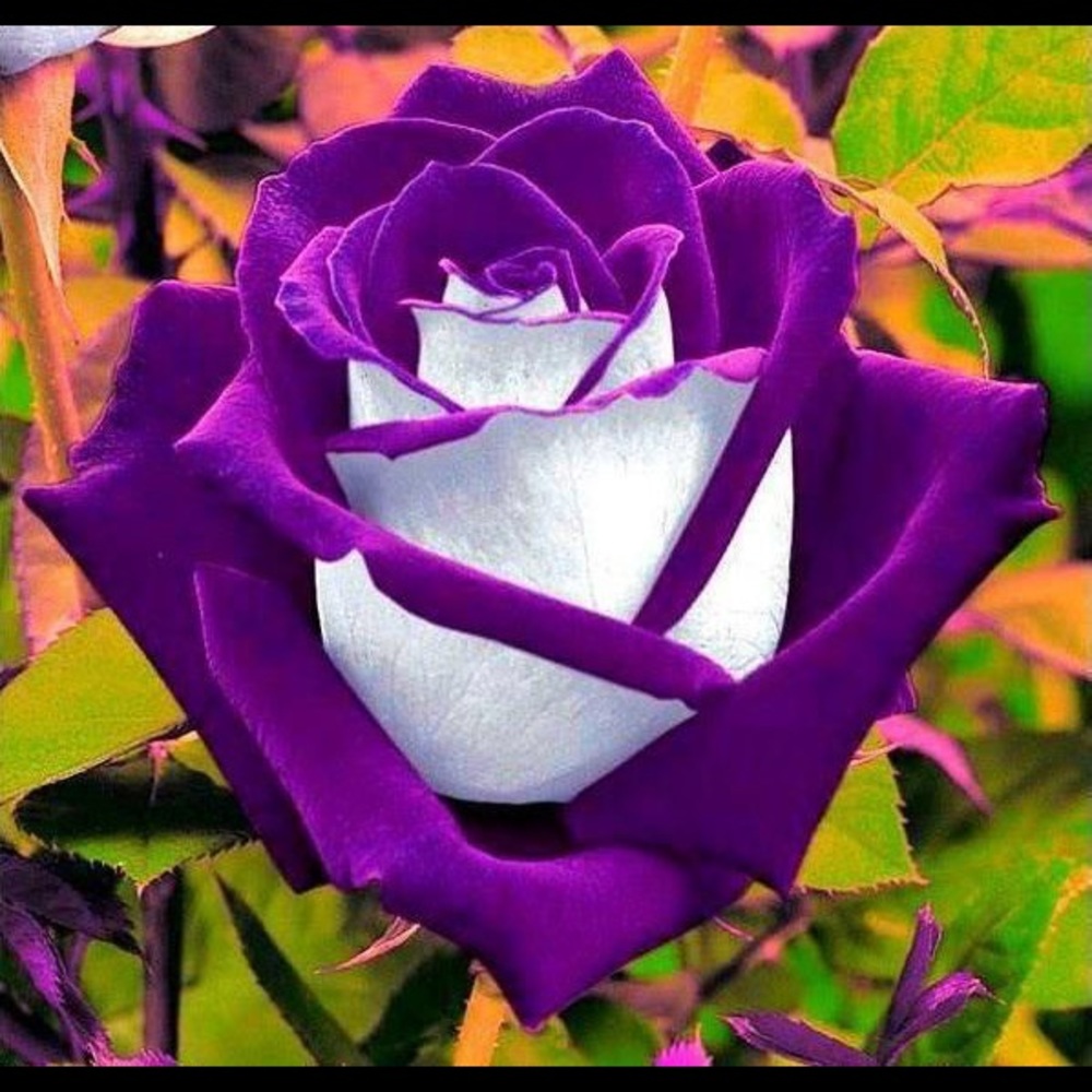 Meet your Posher, Janet